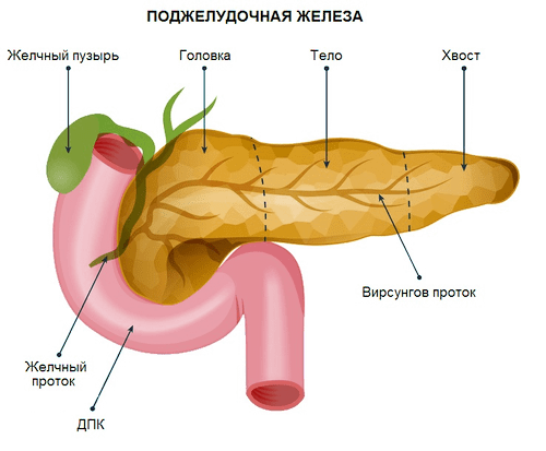 анатомия поджелудочной железы